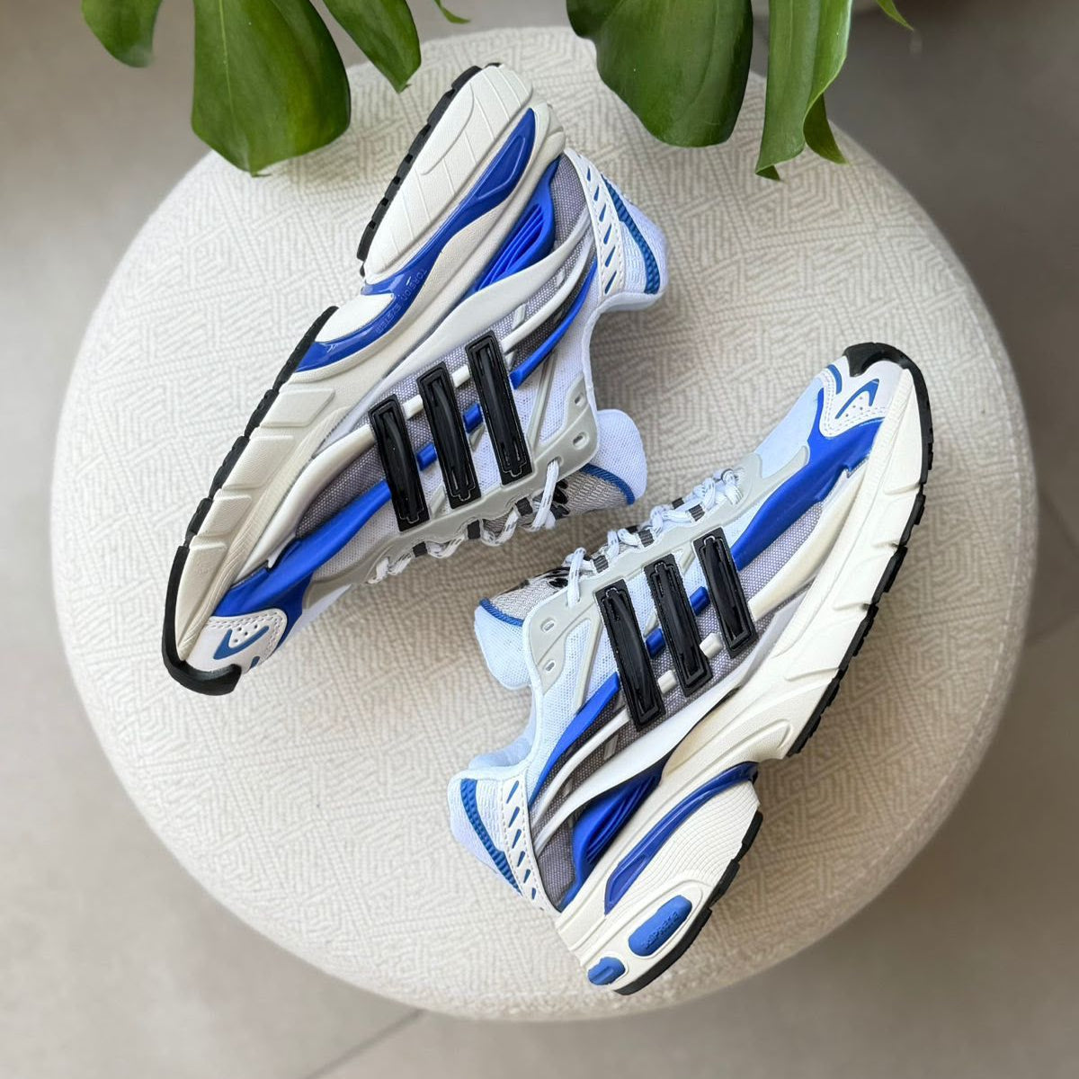 Adidas Jellyfish